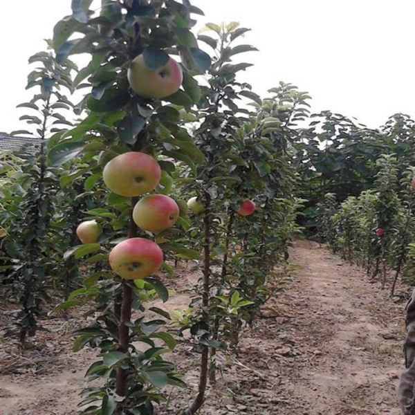 鲁丽苹果树苗