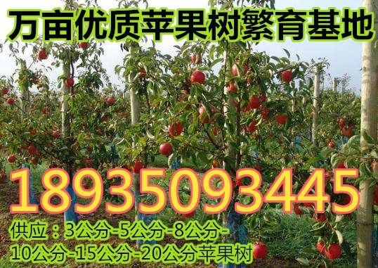 5公分苹果树价格