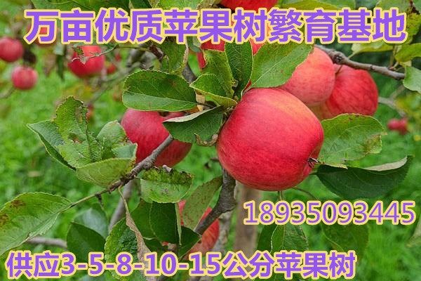 5公分苹果树价格