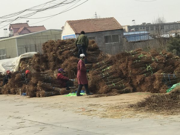 花椒树苗