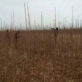 山西软枣苗价格_基地软枣苗价格 批发 质优量大