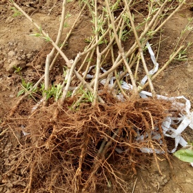 泰安桃树苗种植基地 秋彤桃树苗价格批发