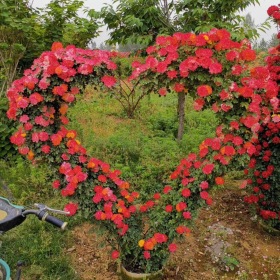 紫薇花瓶，海棠花瓶，花瓶骨架，花瓶模具，免費提供編織技術