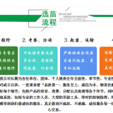 四川法桐價(jià)格  四川成都法桐基地批發(fā)