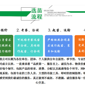 四川法桐价格  四川成都法桐基地批发