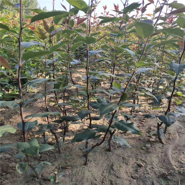 早酥紅梨樹苗哪裡賣批發價格 2019早酥紅梨樹苗基地_果樹苗_--西北