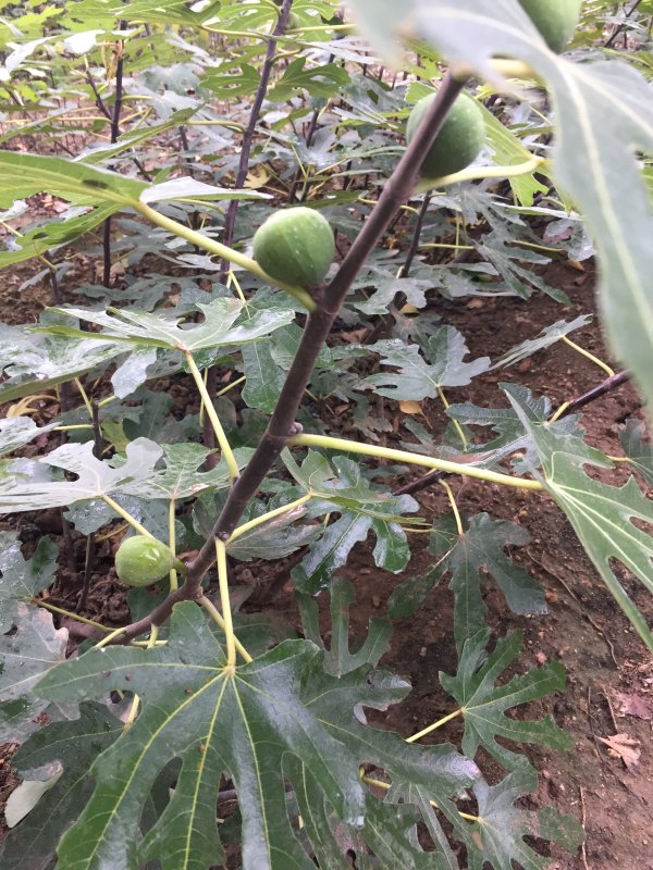 波姬紅無花果樹