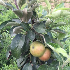 盆栽柱状苹果苗 柱状苹果苗管理方法