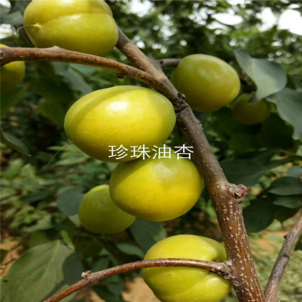 珍珠油杏树苗