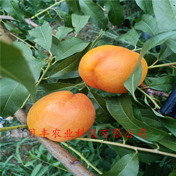 黃桃樹(shù)苗