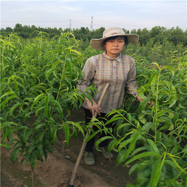 桃树种植(大棚桃树的种植方法和管理)