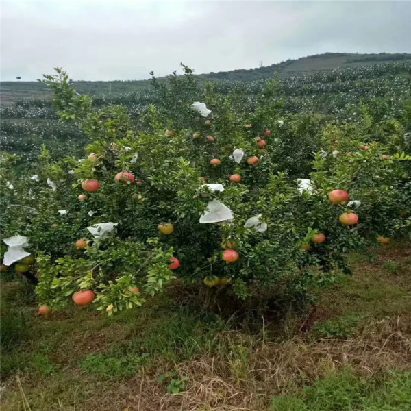 黑籽甜石榴树苗