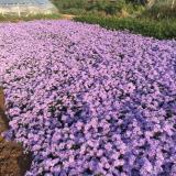 紫菀批發(fā)價格   紫菀種植基地營養(yǎng)缽紫菀價格