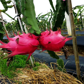 优质火龙果苗种植基地  1公分嫁接火龙果苗价格 