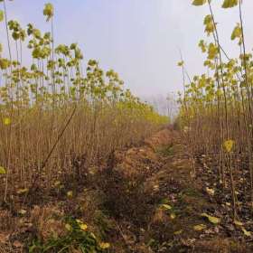 南京楊樹苗價格無絮楊樹品種