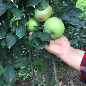 盆栽用苹果树苗 柱状苹果苗价格