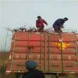 矮化烟富8号苹果苗 丰产好管理的苹果苗 哪里卖矮化苹果苗