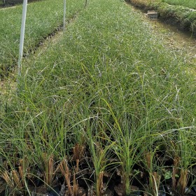 细叶芒基地直销 广东水生植物基地