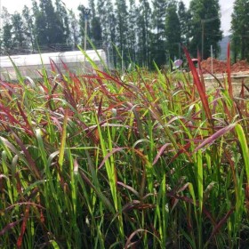 血草基地批发 广东水生植物基地