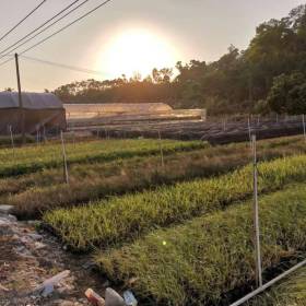 斑叶芒基地批发 广东水生植物基地