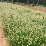 小兔子狼尾草基地批发 广东水生植物基地批发