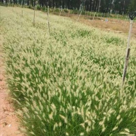 小兔子狼尾草基地批发 广东水生植物基地批发