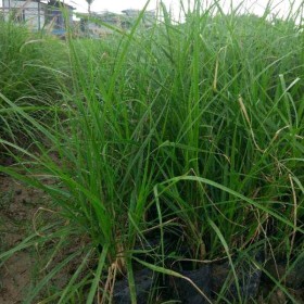 金红羽狼尾草基地批发 广东水生植物基地