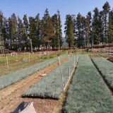 藍(lán)羊茅基地批發(fā) 廣東水生植物基地