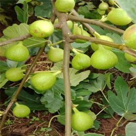 瑪斯義陶芬無(wú)花果苗哪里有?1公分瑪斯義陶芬無(wú)花果苗產(chǎn)地