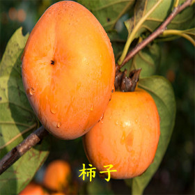 基地出售優(yōu)質(zhì)富有柿子樹苗 品種全 規(guī)格全 農(nóng)戶直銷