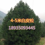 哪里有3米5白皮松？3米5白皮松產(chǎn)地批發(fā)價(jià)格