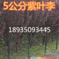 出售10公分紅葉李價(jià)格12公分紅葉李價(jià)格15公分紅葉李價(jià)格