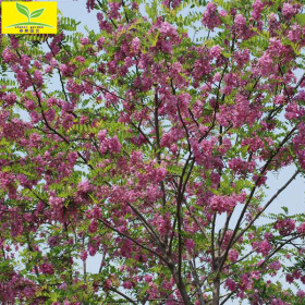 2公分香花槐  3公分香花槐價格 山東香花槐報價