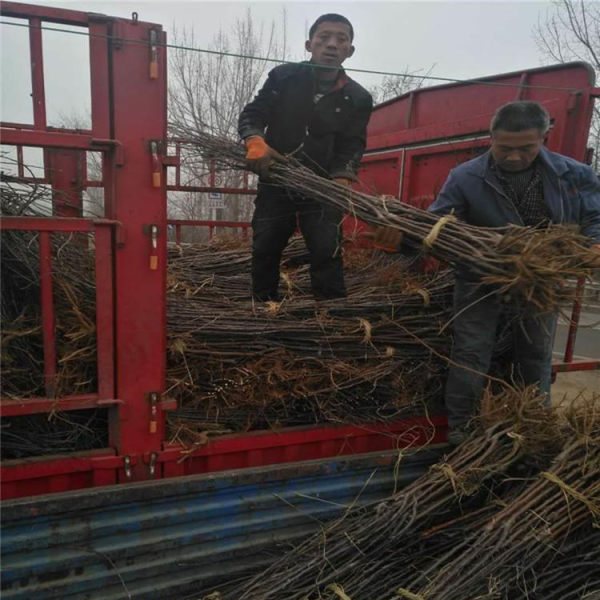 苹果树苗价格