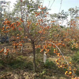 基地富有柿子樹苗 富有柿子樹苗今年價(jià)格多少錢一棵