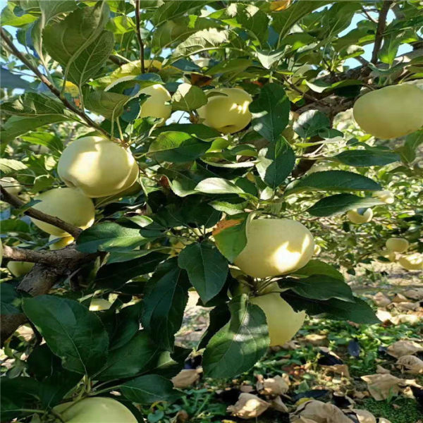 蜜脆苹果苗