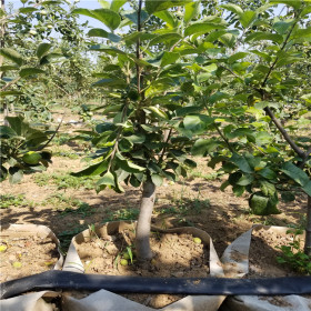 蜜脆蘋果苗、蜜脆蘋果苗基地