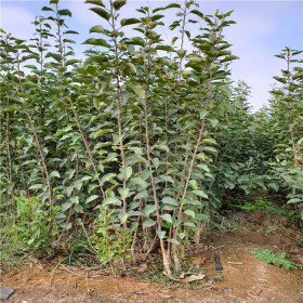 蜜脆苹果苗、蜜脆苹果苗优点介绍