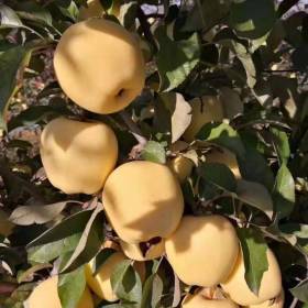 红蜜脆苹果苗、红蜜脆苹果苗基地