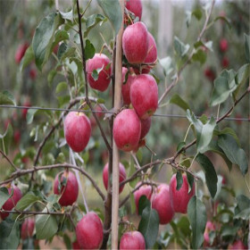 水蜜桃蘋果苗、水蜜桃蘋果苗優(yōu)點介紹