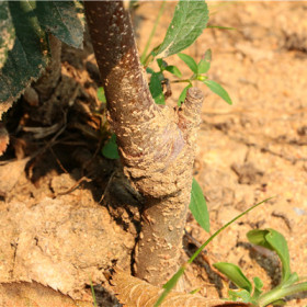 苹果苗种植技术  苹果苗单棵价格