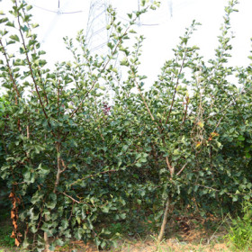 优质山楂苗出售基地  山楂苗种植技术