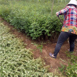 泰安花椒苗批发 大红袍花椒苗产地 花椒苗大量供应