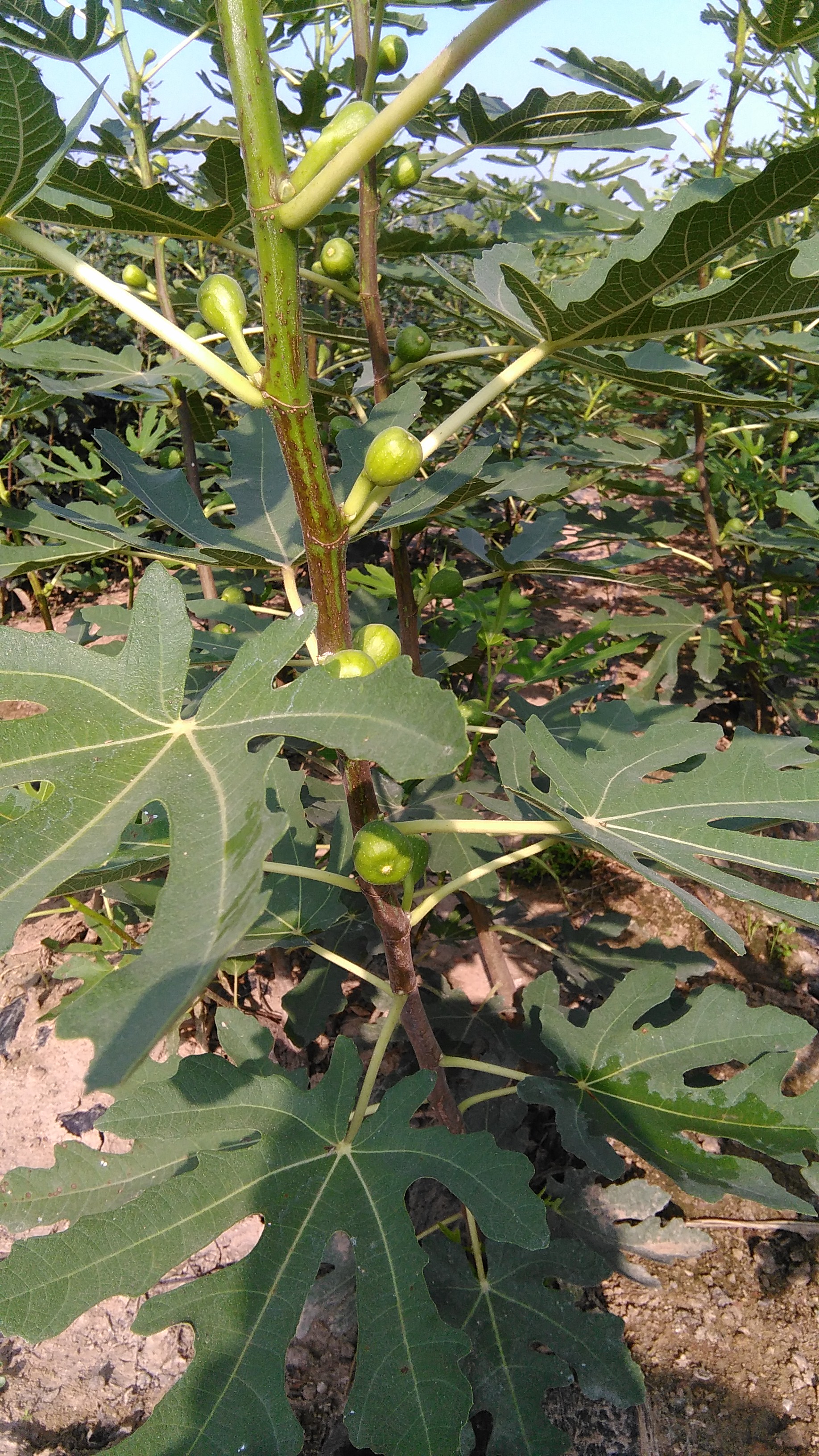 布兰瑞克无花果特点图片