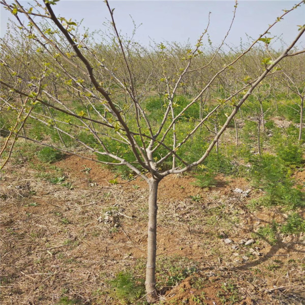 玉露香梨樹(shù)苗