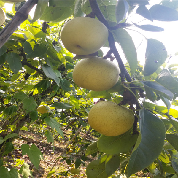 玉露香梨樹(shù)苗