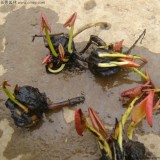 睡蓮的批發(fā)基地在哪里 水生植物大世界大量供應(yīng) 睡蓮花苗種根塊