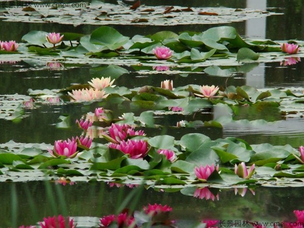 睡莲开花图片