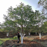 湖南香櫞樹直銷，移植香櫞,叢生香櫞價(jià)格優(yōu)惠