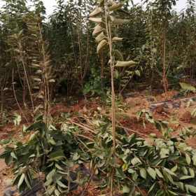 优质樱桃树苗种植技术 小樱桃树苗基地货源